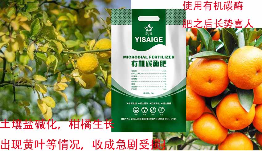 廣西柑橘種植基地使用有機(jī)碳酶肥改良鹽堿地，效果對(duì)比有圖為證！?。? /></div>
                        <div   id=