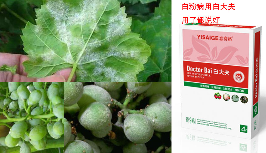 微生物菌劑白大夫的使用反饋