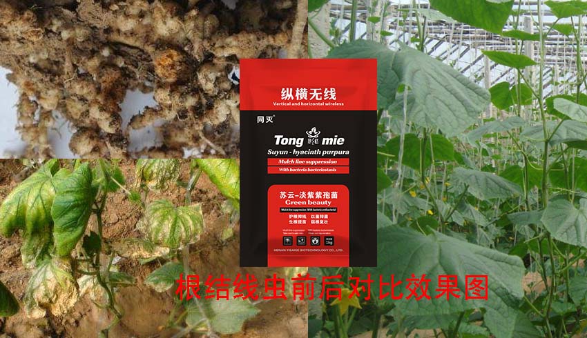 微生物菌劑產(chǎn)品縱橫無(wú)線(xiàn)使用反饋