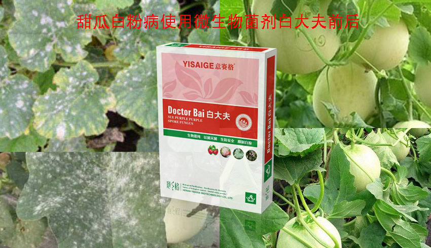 夏季白粉病多發(fā)，微生物菌劑白大夫-作物健康生長(zhǎng)防護(hù)傘