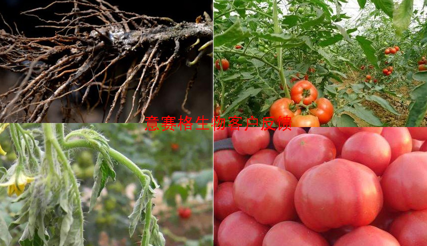 意賽格微生物菌劑|西紅柿根腐死苗爛根的”救星”