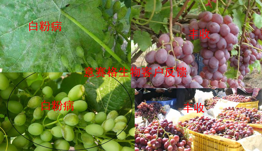 葡萄白粉病用微生物菌劑之后的效果反饋