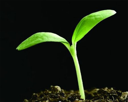 微生物菌劑哪家好?河南意賽格的菌劑菌肥怎么樣?