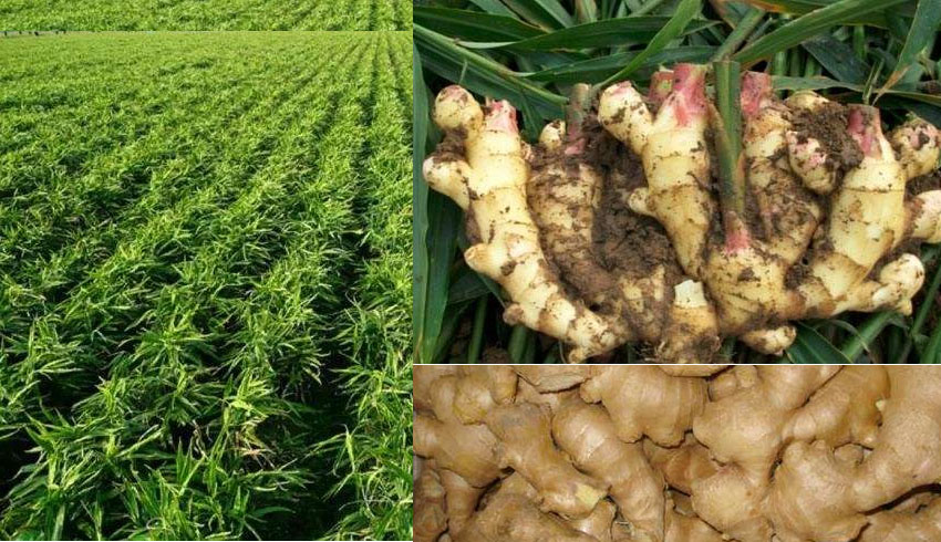 種植大姜的李先生使用磷酸二氫鉀的效果反饋