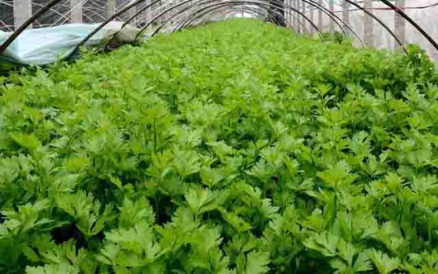 微生物菌劑菌肥類生物肥料是怎么改良土壤問題的