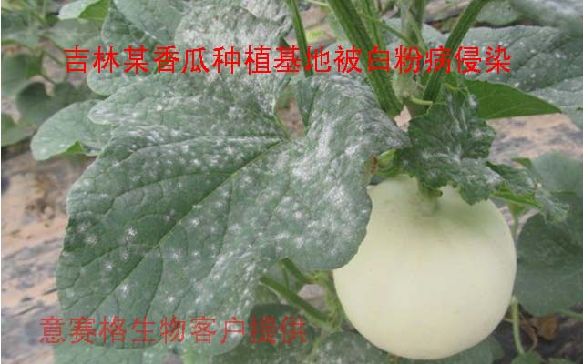 微生物菌劑白大夫是如何防治白粉病的