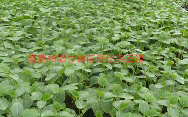 今天選擇微生物菌劑，明天還你豐收高產(chǎn)