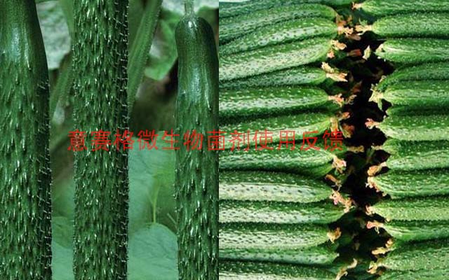 今天選擇微生物菌劑，明天還你豐收高產(chǎn)