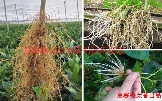 微生物菌劑廠家所生產(chǎn)的微生物菌劑能解決什么