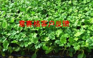 微生物菌劑廠家所生產(chǎn)的微生物菌劑在使用時(shí)需要注意什么