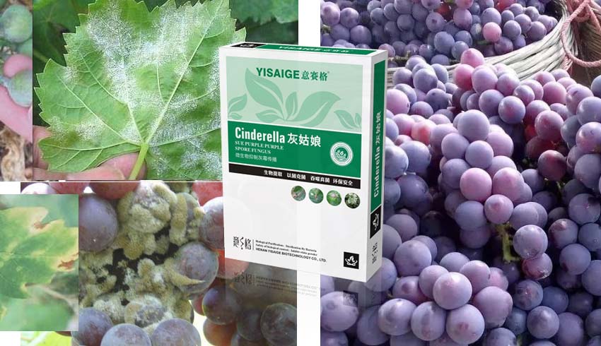 四川宋先生（化名）使用微生物菌劑“灰姑娘”的效果反饋