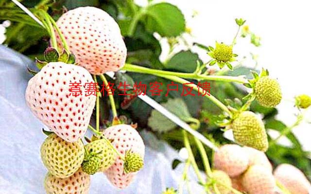 小暑已過，高溫高濕時節(jié)，為什么要用微生物菌劑防治白粉病你知道嗎？