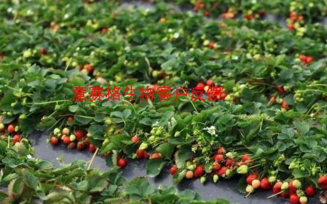 小暑已過，高溫高濕時節(jié)，為什么要用微生物菌劑防治白粉病你知道嗎？