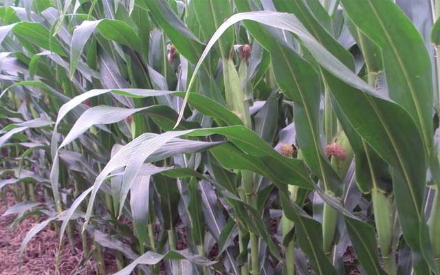 微生物菌肥廠家意賽格與玉米種植大戶劉先生的不解之緣