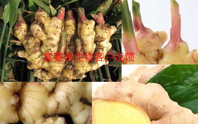 生姜根腐病用微生物菌劑根深蒂固見效這么好這么快?。?！