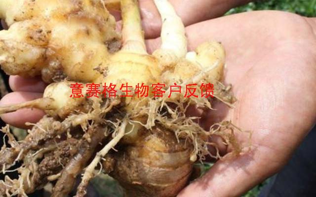 生姜根腐病百科介紹