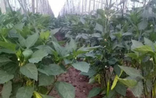 微生物菌劑怎么用，來看看山東張先生的微生物菌劑使用方法吧