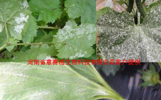 三伏天初伏已到，高溫悶熱，白粉病防治，微生物菌劑防治白粉病用起來