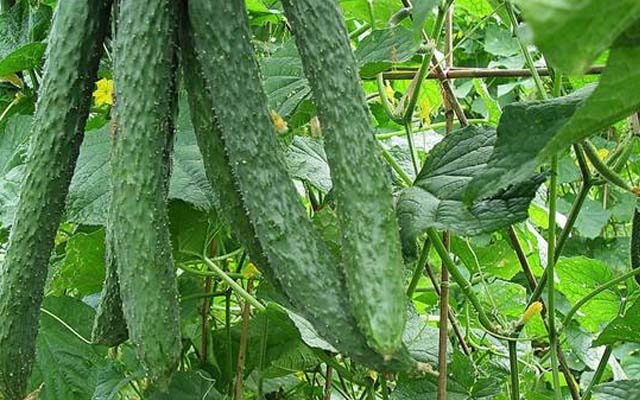 微生物菌肥廠家意賽格為您介紹：黃瓜定植后如何管理