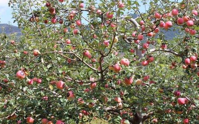 微生物菌肥廠家-意賽格介紹：蘋(píng)果套袋前的施肥管理