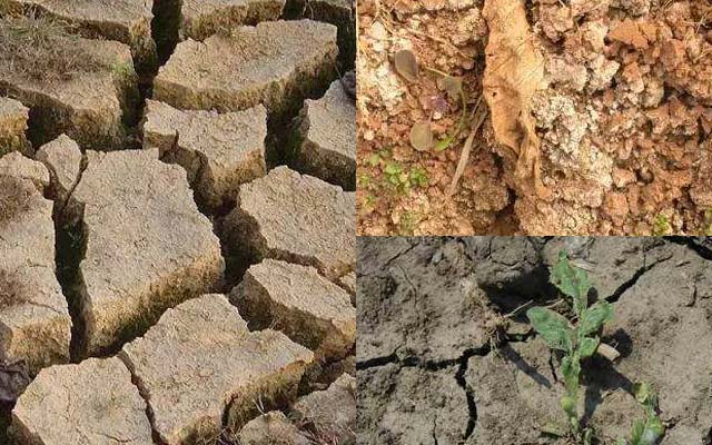 土壤板結(jié)怎么調(diào)理?使用微生物菌肥快速生效
