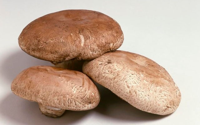 生物肥料廠家介紹|香口蘑的病蟲害種類和防治管理措施