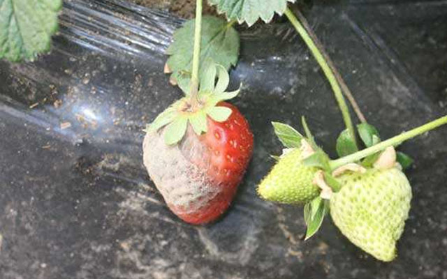 農(nóng)用微生物菌劑哪個廠家做的好