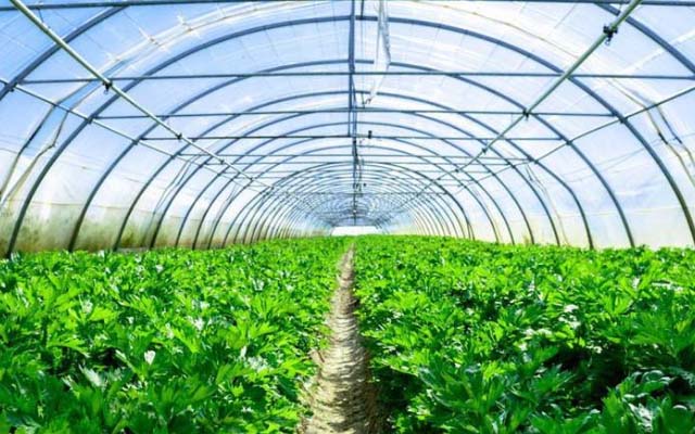 大棚蔬菜用微生物菌肥怎么樣