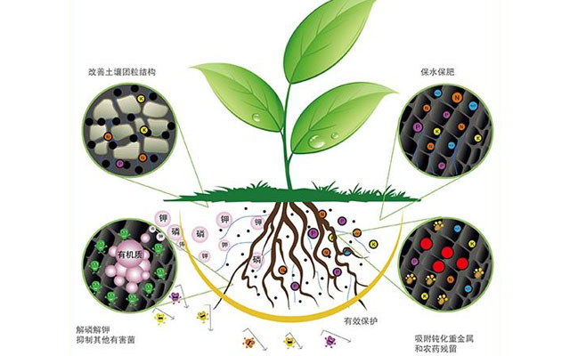 生物肥料與生態(tài)環(huán)境改善的關(guān)系