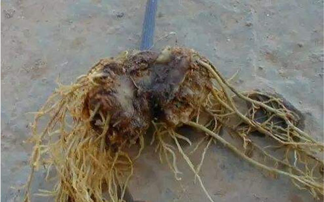 云南謝先生購買根腐病專用微生物菌劑的效果反饋