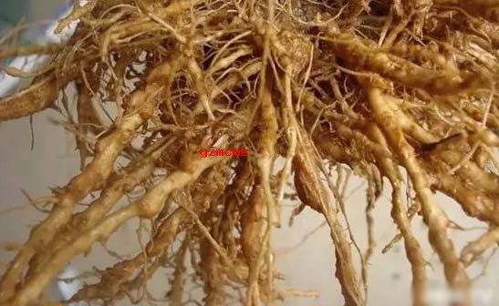 根結(jié)線蟲的癥狀與防治_意賽格微生物菌劑廠家為您介紹