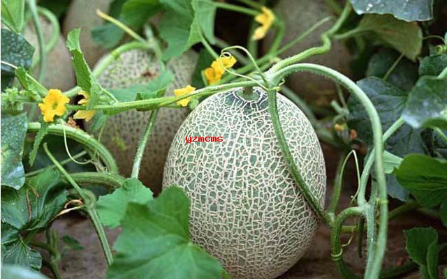 種植哈密瓜用什么肥料好_意賽格生物肥料