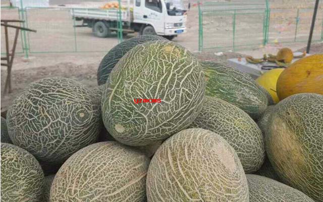 種植哈密瓜用什么肥料好_意賽格生物肥料