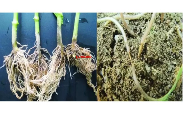 意賽格生物肥料教你如何辨別辣椒病害