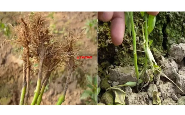 意賽格生物肥料教你如何辨別辣椒病害