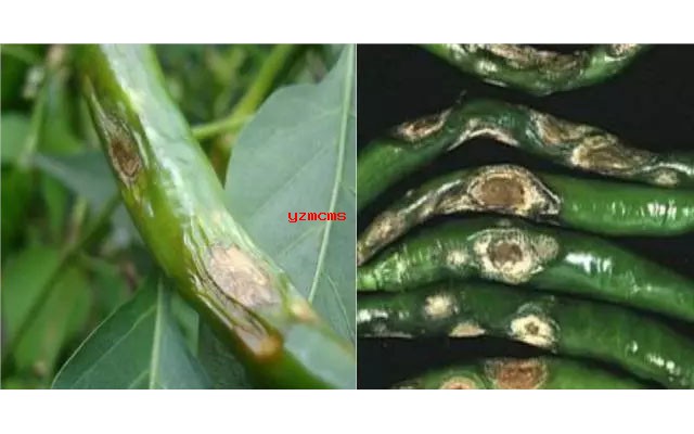意賽格生物肥料教你如何辨別辣椒病害