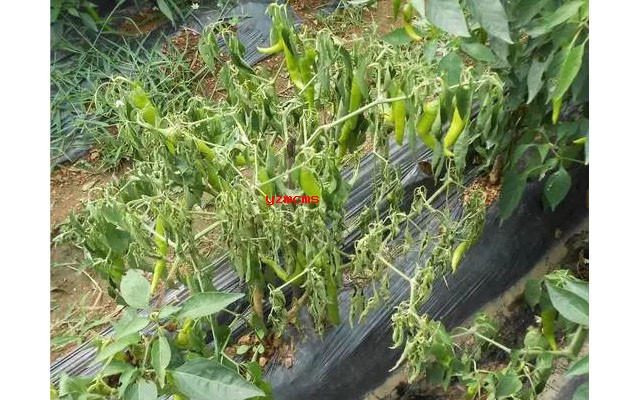 意賽格生物肥料教你如何辨別辣椒病害