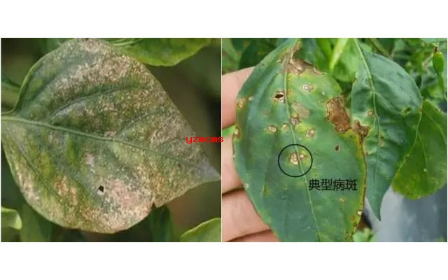 意賽格生物肥料教你如何辨別辣椒病害