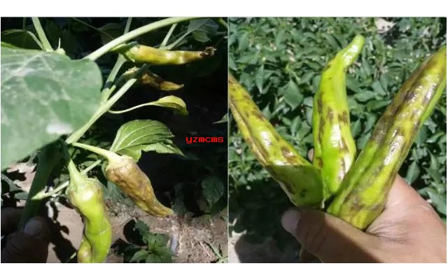 意賽格生物肥料教你如何辨別辣椒病害