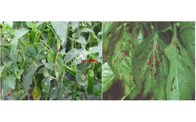 意賽格生物肥料教你如何辨別辣椒病害