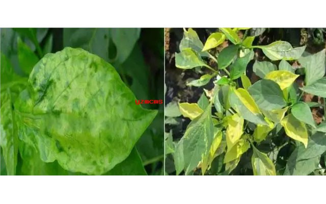 意賽格生物肥料教你如何辨別辣椒病害