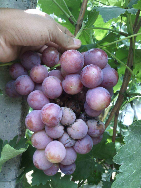 吉林劉先生與微生物菌劑廠家意賽格的合作之路