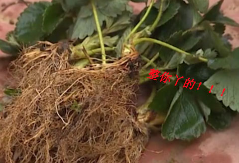 連根拔除