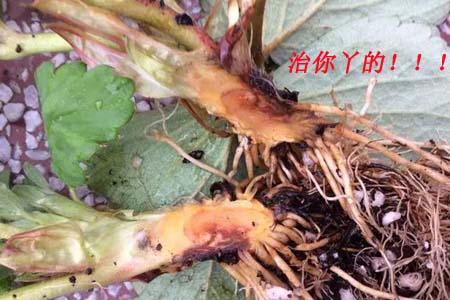 根腐病圖片