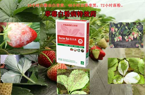 白大夫微生物菌劑專治白粉病