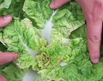 白菜缺鈣癥狀