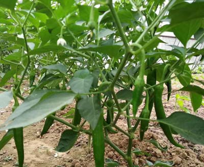 種植的辣椒不易坐果，主要是這五點原因，對號入座吧