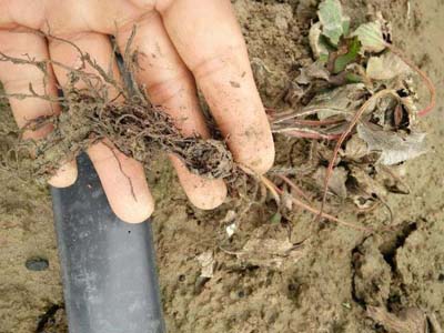 草莓愛(ài)死秧是什么原因，如何防治?微生物菌肥廠家與您分享