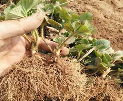 草莓愛(ài)死秧是什么原因，如何防治?微生物菌肥廠家與您分享
