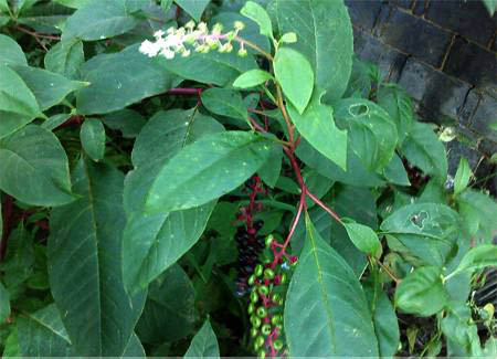 人參開(kāi)花